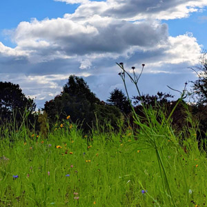 wild flowers